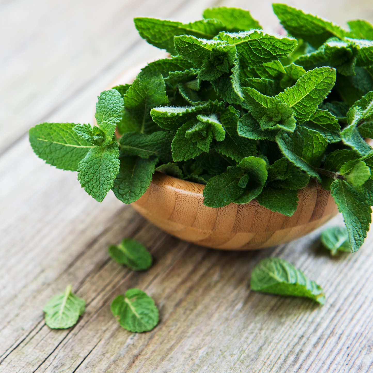 Organic Peppermint Essential Oil