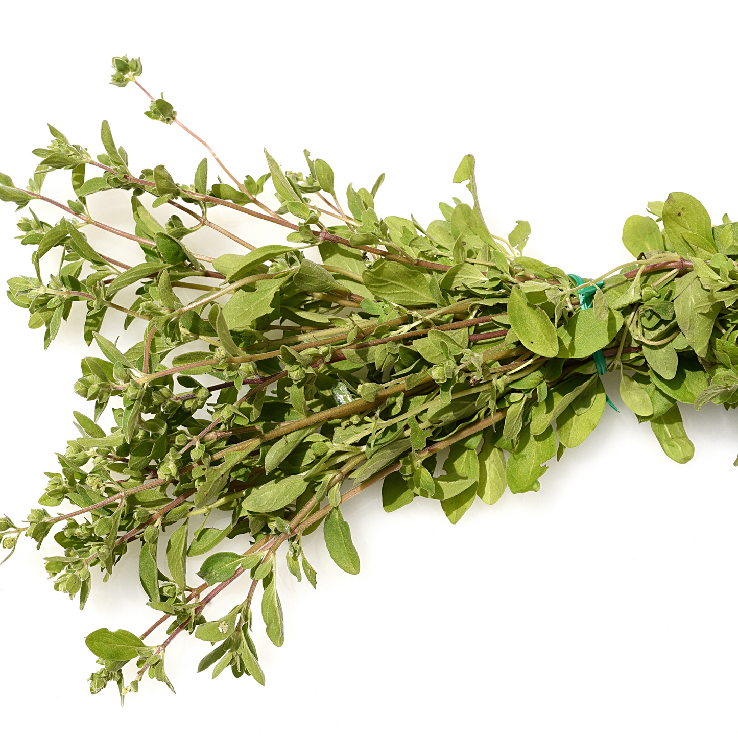Sweet Marjoram Essential Oil