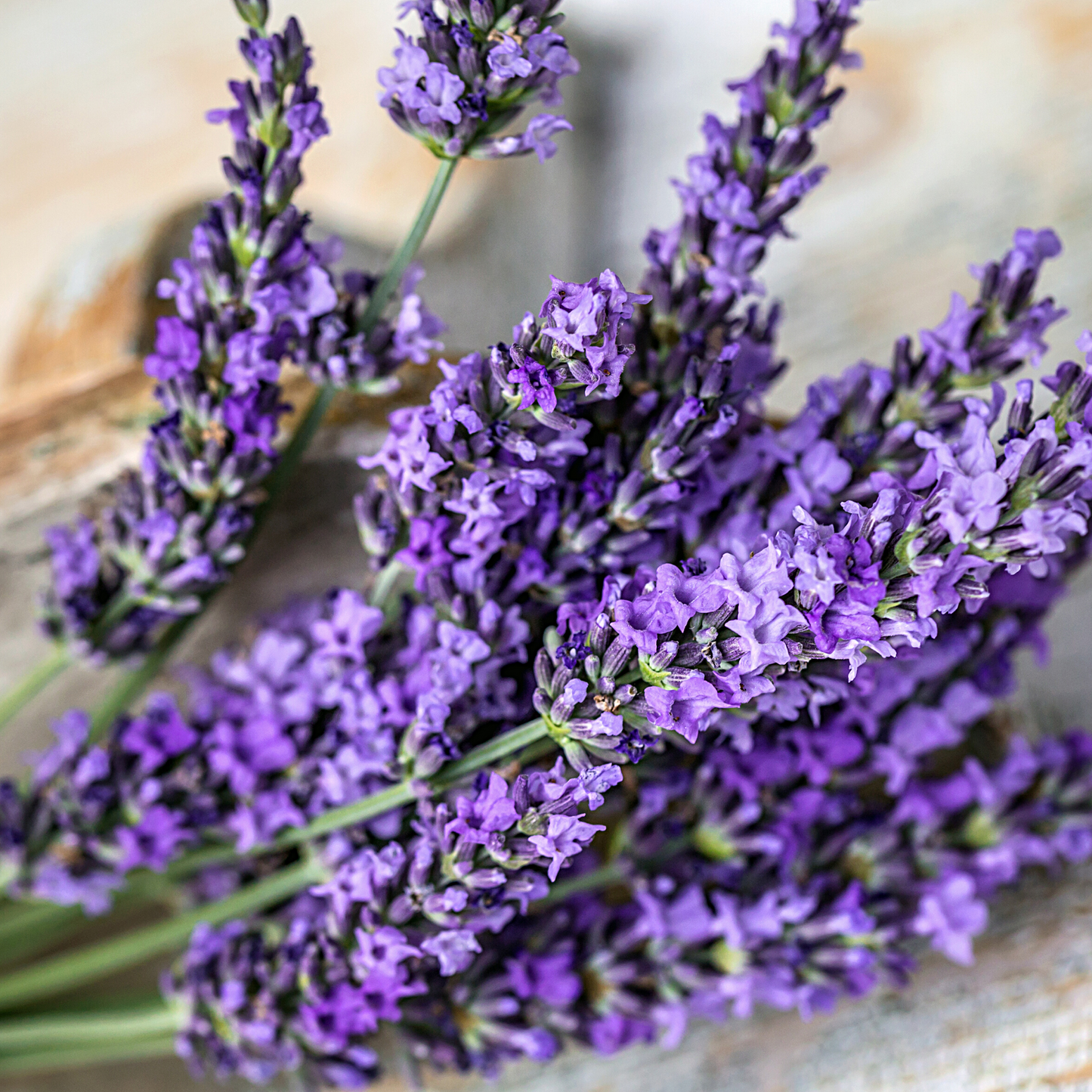 Organic Lavender Essential Oil