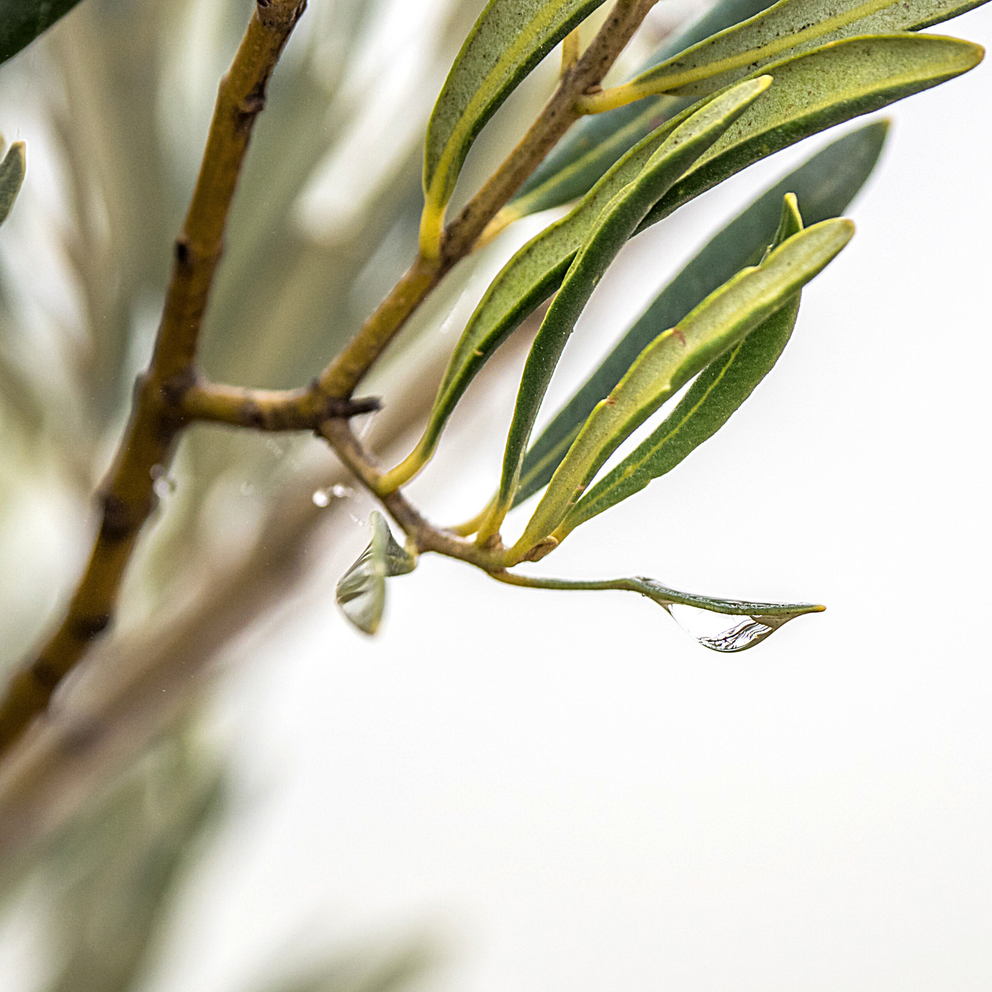 Organic Tea Tree Essential Oil