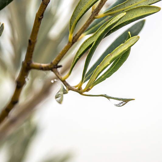 Organic Tea Tree Essential Oil