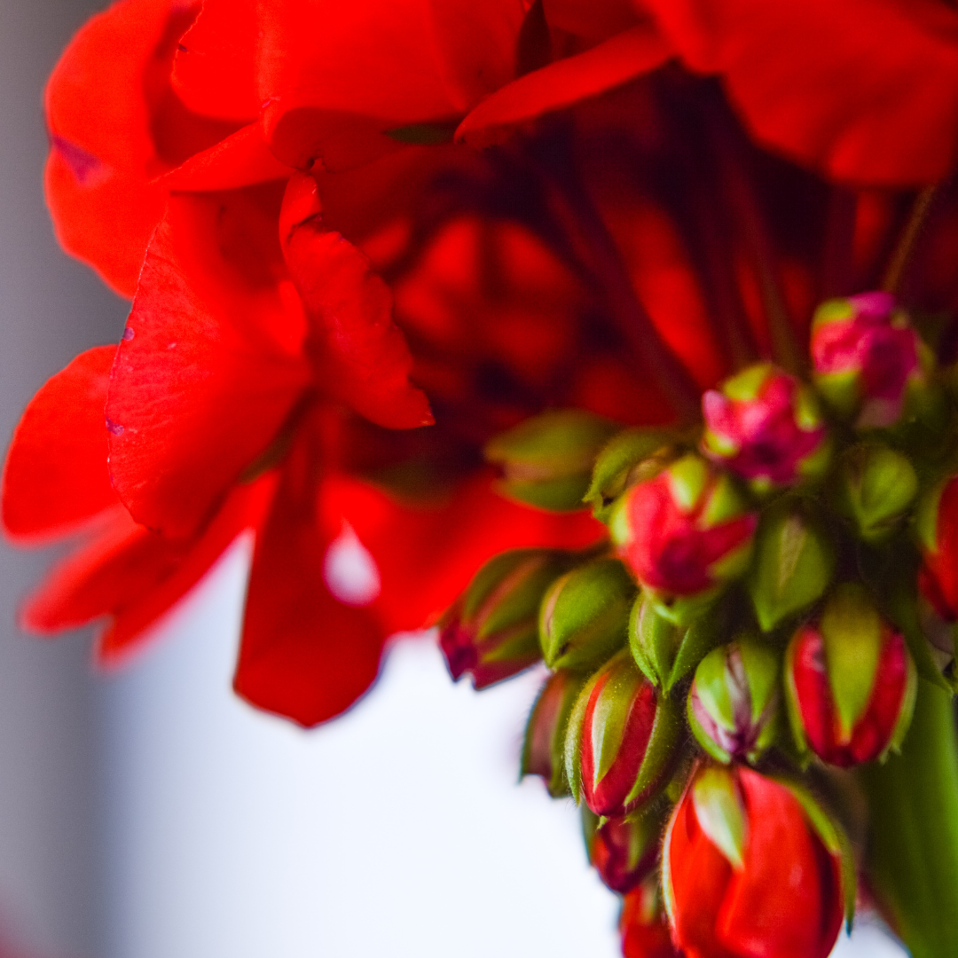 Organic Geranium Essential Oil