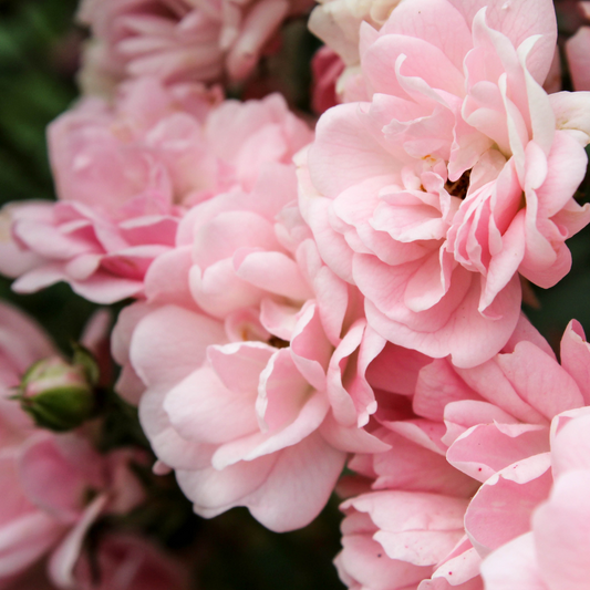 Rose Essential Oil