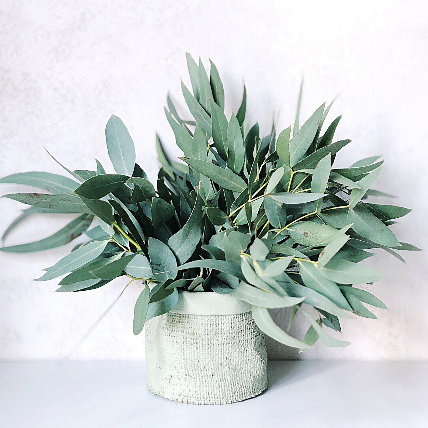 Organic Eucalyptus Essential Oil