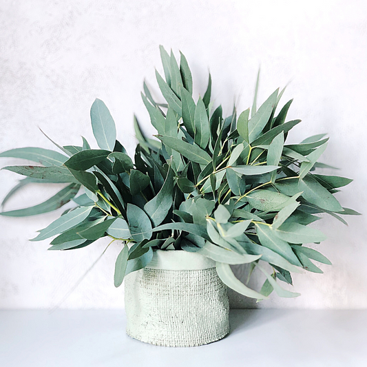 Organic Eucalyptus Essential Oil