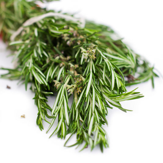Organic Rosemary Essential Oil