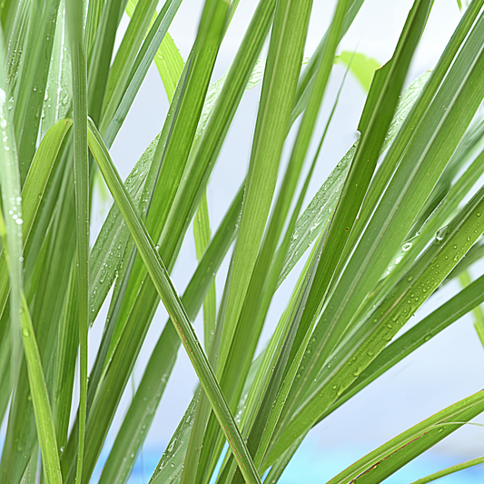 Organic Lemongrass Essential Oil