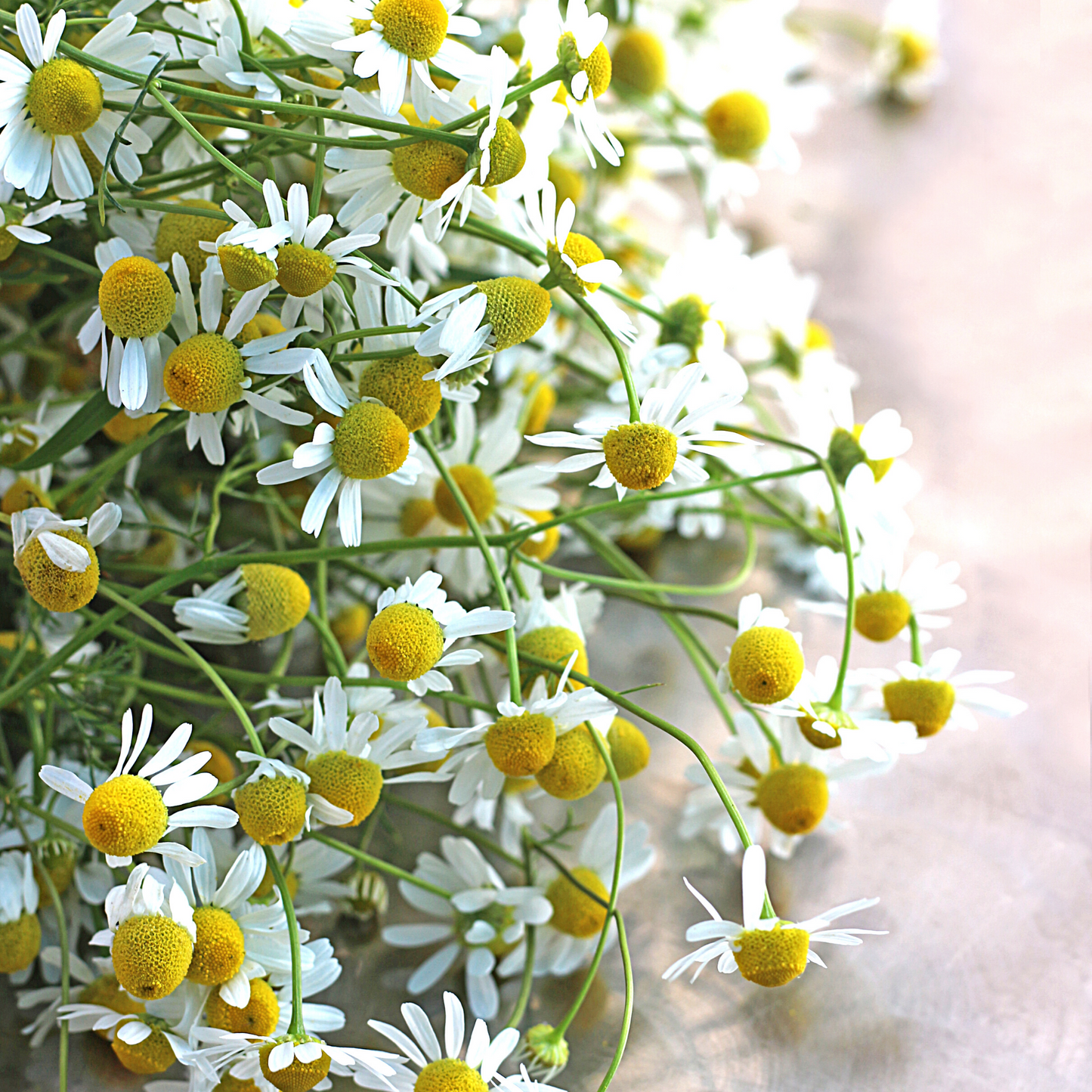 Roman Chamomile Essential Oil