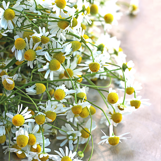 Roman Chamomile Essential Oil