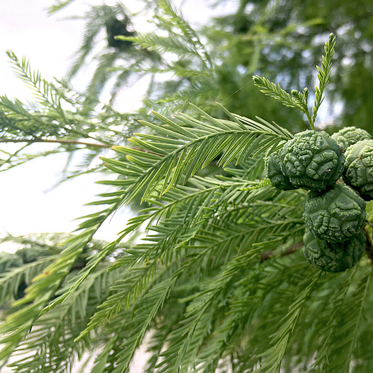 Organic Cypress Essential Oil