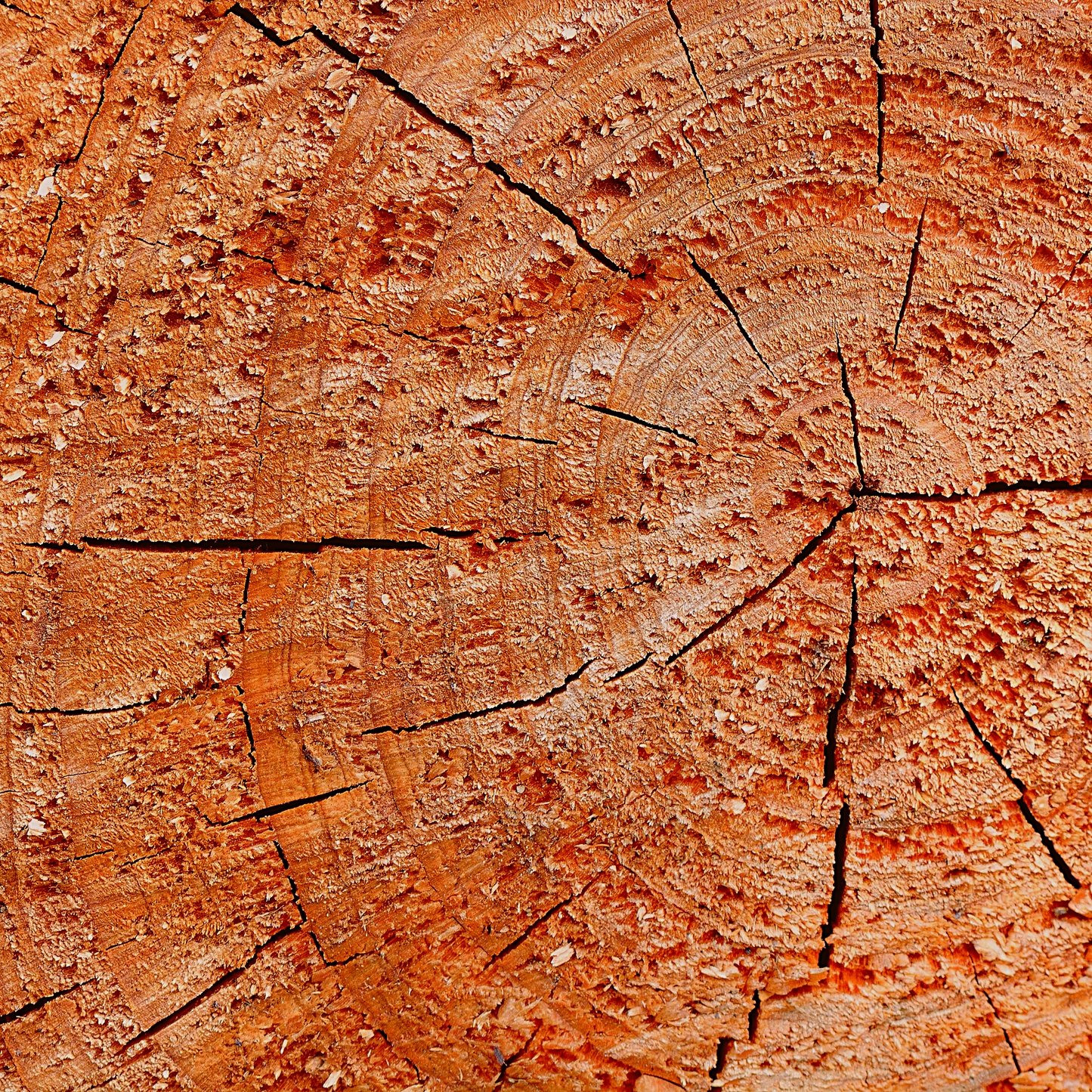 Organic Cedarwood Essential Oil