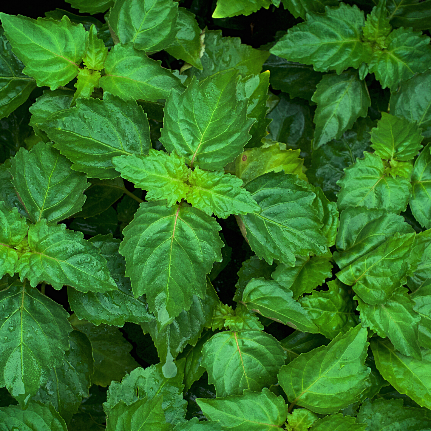 Patchouli Essential Oil